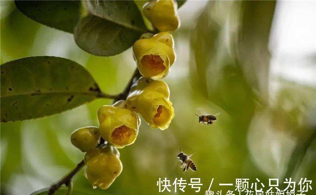 宝莲灯|8种价格昂贵的花卉，一盆好几百，有钱了一定要买一盆来养