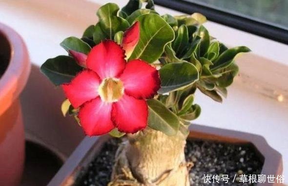 养花浇水需谨记不犯''4个常见错误'',黄叶烂根统统都不见