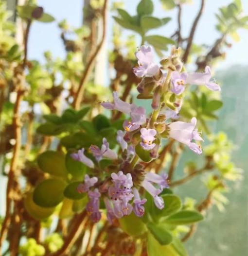 6种常见的“漂亮花”，好养少浇水，养成盆景“身价”翻倍