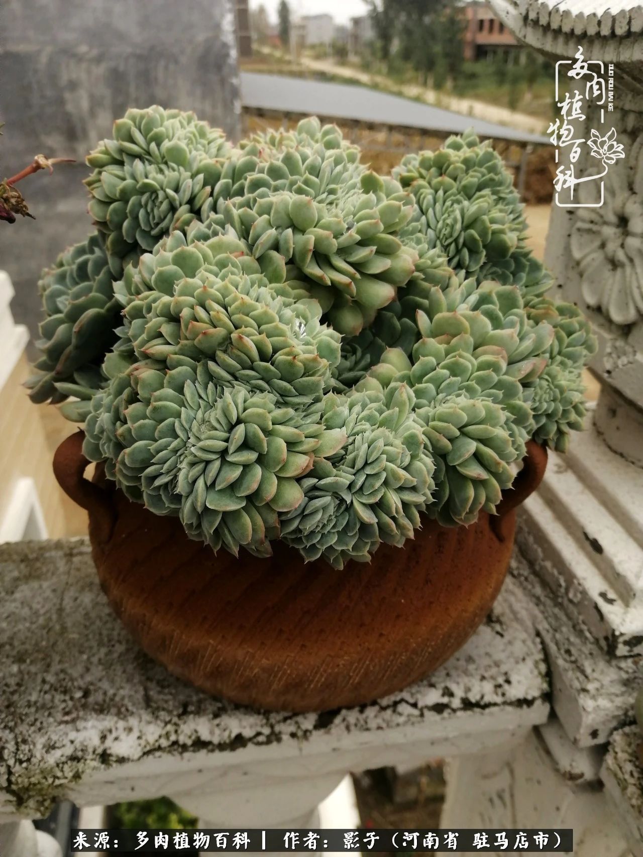 阳台上|被风雨洗礼的多肉越来越漂亮了,忍不住又往坑里跳!