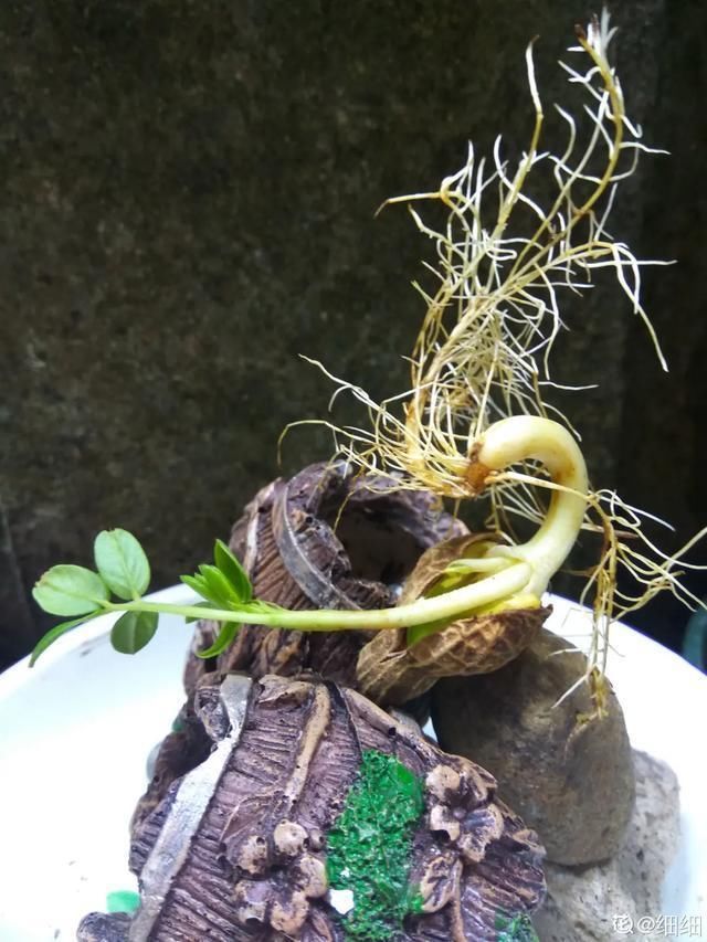 1粒花生丢水里,呼呼长成小森林,这艺术品给钱也不卖
