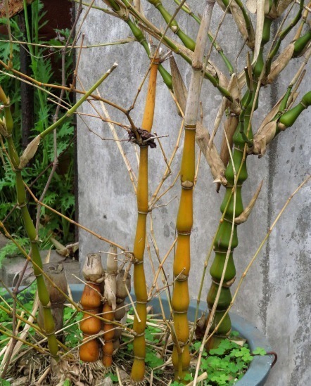 野花野草|姥爷竹林瞎转悠，发现一“丑东西”，连忙挖回家，养好就是金不换