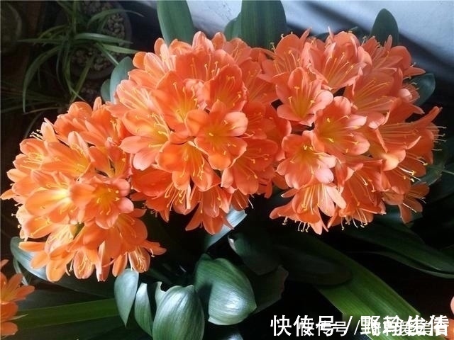 花友们|君子兰肥足长得壮，4种“肥水”轮着浇，10枝花箭一起蹿出来