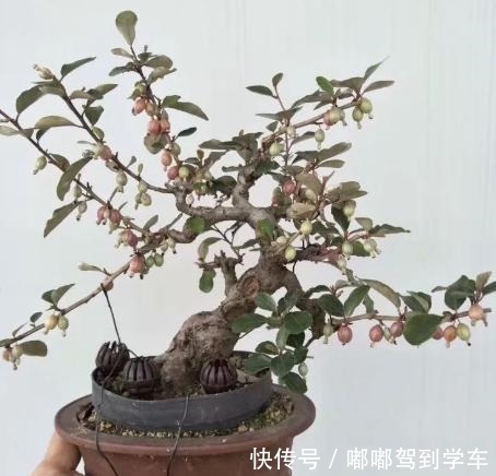 满山|满山都是“羊奶果”,不能错过的盆景树种,做成盆景别具一格!