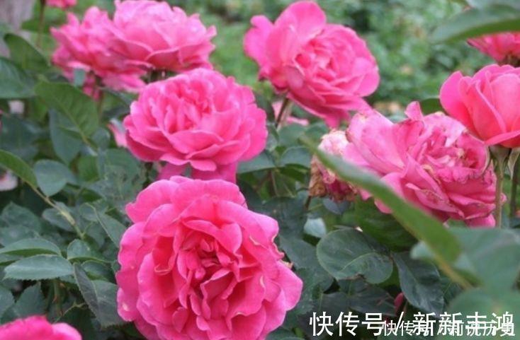 4种花号称开花劳模，四季花开，花多易爆盆，超美的