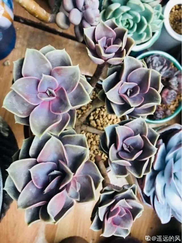 一入肉坑深似海，越养越上瘾