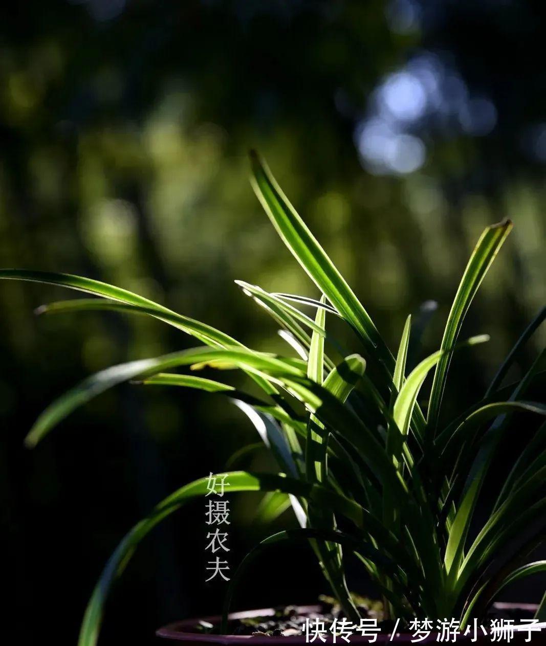 这样的兰花，还能恢复生机？兰友都不敢相信了