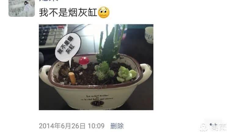 懵懵懂懂入肉坑，跌跌撞撞养多肉