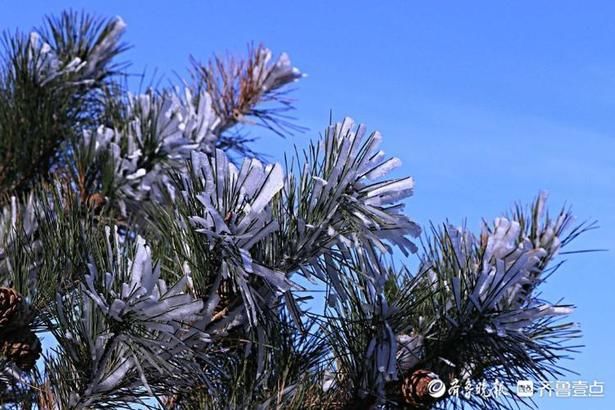 剔透|情报站｜宛如雪压枝！日照五莲大青山雾凇洁白剔透，独具风韵