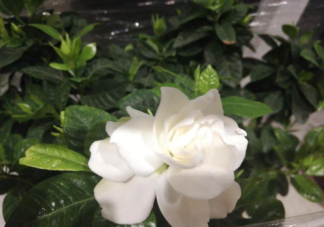 花市买的花,为啥养不活,原因就是这样