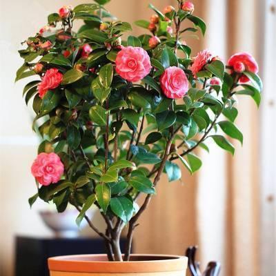 养护|天冷了,3种花别“急着”搬进屋,在外“冻一冻”,开花又多又艳