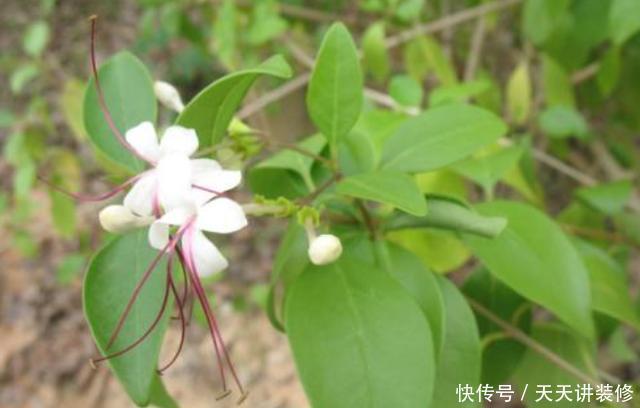 养不好茉莉花就养“假茉莉”，香味足更皮实，四季开花不黄叶