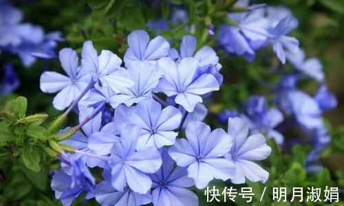 种花|美得出奇的4种花,花朵超漂亮,一年开花多次,养护容易