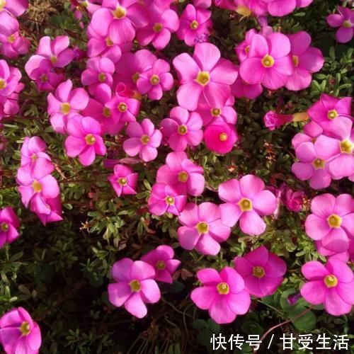 鲜艳|一年生一窝的5种花，越养越多，养它们不花钱还能赚钱！