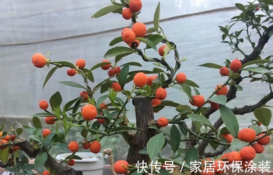 关于盆景的,3大误区,走出误区养出精品盆景