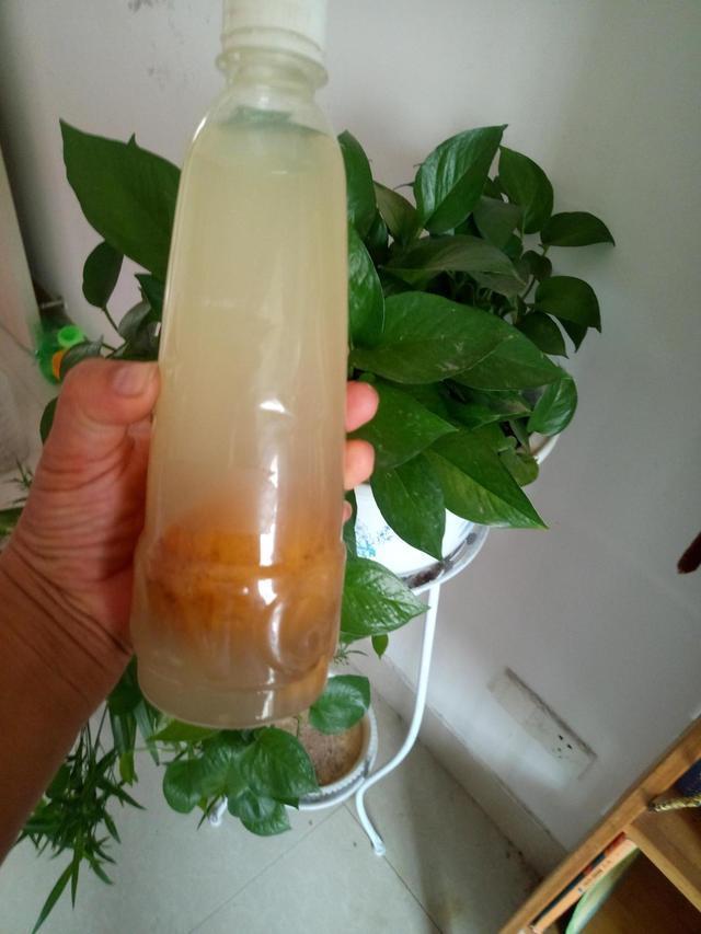 “嘴馋”的蟹爪兰,就喜欢2种酸,浇一点蹭蹭长,花期早开花