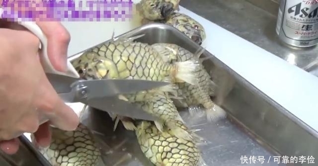 剪刀|小伙网购8条“石头鱼”,太硬连剪刀也治不了,无奈如此处理