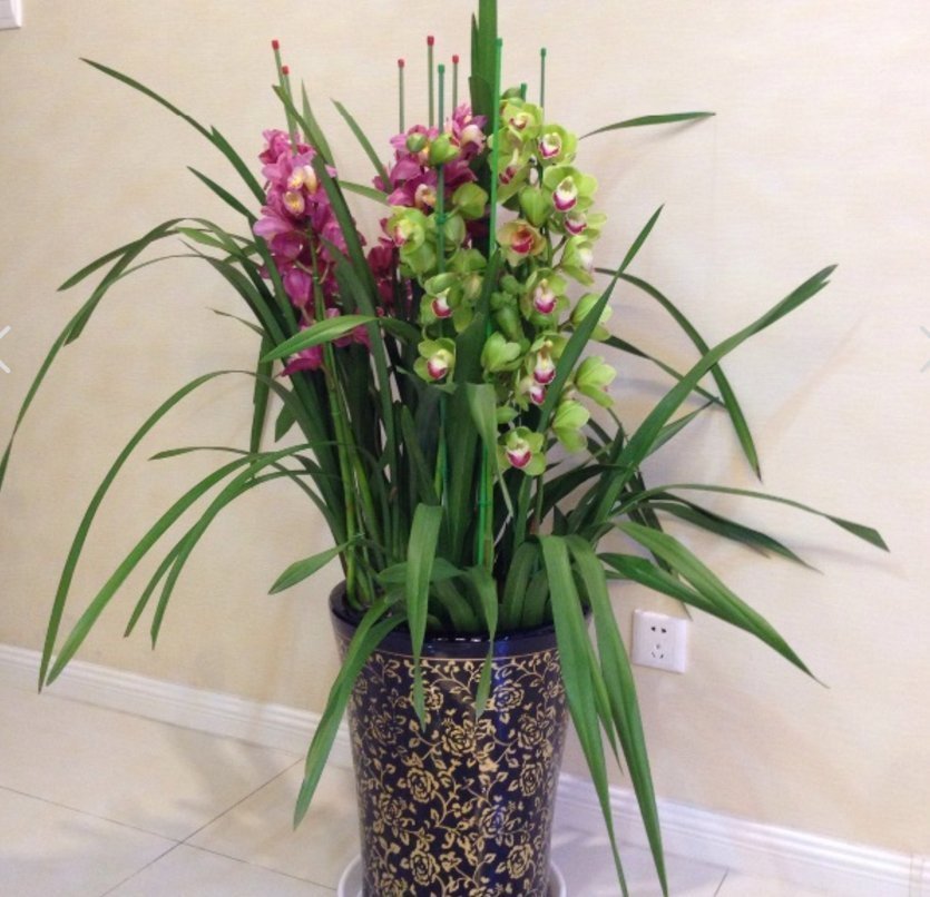 洋兰花|养兰花不如养这种花，花大如拳头，碾压其它年宵花