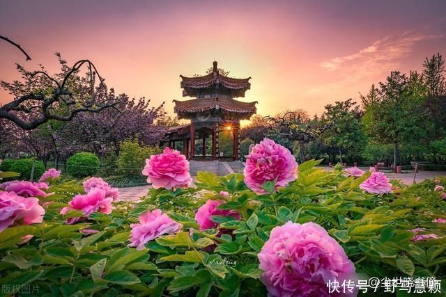 一首流传很广的唐诗，每一句都是千古名言，写出了不一样的牡丹花