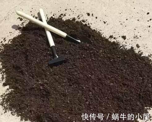 蚂蚁|6种土壤,养花害处大,是黄叶烂根的“罪魁祸首”