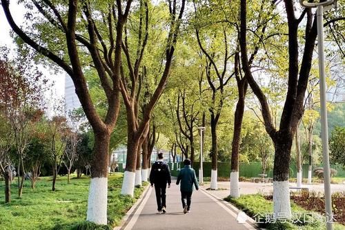 冬日|红叶似火 黄叶如甲 冬日里的青山和平公园 风景如画