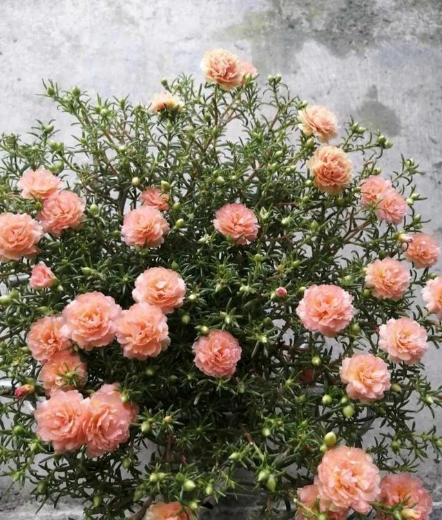 这4种花入冬就“假死”,简单处理一下,明年继续花开烂漫