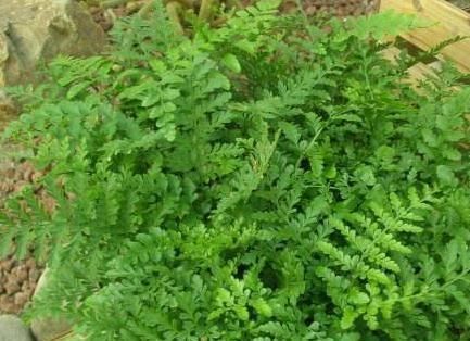 室内“3种花”一见光就烂根,只要摆角落,一年四季“翠亮如春”