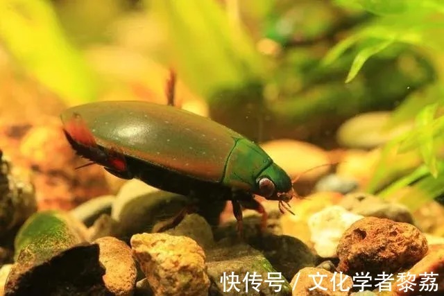 昆虫$鲁迅没有尝过龙虱