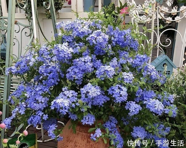  这三植物容易“泛滥成灾”，养一棵成活一大片，40℃还生机勃勃！