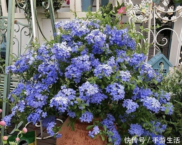 这三植物容易“泛滥成灾”,养一棵成活一大片,40℃还生机勃勃!