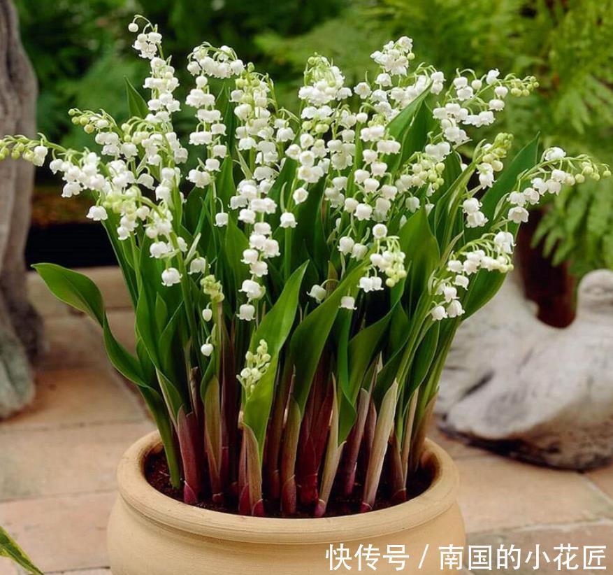 兰花|一种不一样的“兰花”,寒冷的东北也能养,花开就像“小铃铛”!