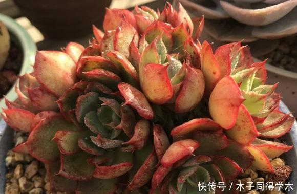 多肉很迷人,养着养着成了“卖家”,一不小心,盖起了大棚