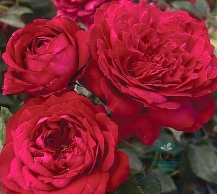 推荐10款红色系月季，每一款都惊艳，你最喜欢哪一款？