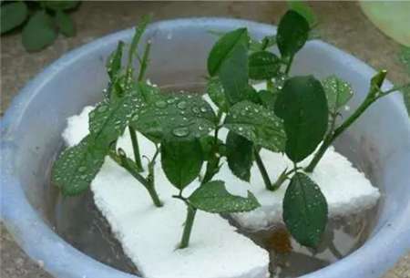 不花一分钱2分钟自制生根水,比生根剂管用百倍,花卉蹭蹭疯长!