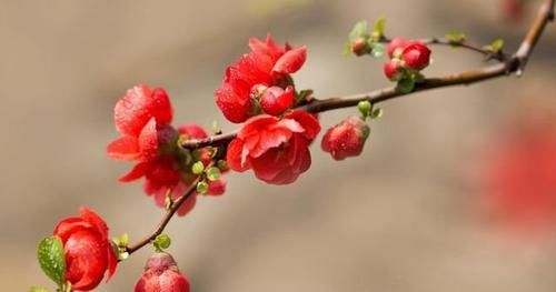  爆满|海棠光长叶子不开花？以下几方面缺一不可，花开轻松爆满枝头