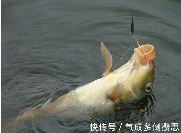 老前辈传授野钓的几个绝招,是大鱼必上钩,轻松爆护,你学会了吗