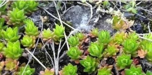  垂盆草|1种野草，农村河边常见，挖一点养盆里，比吊兰多肉好看！