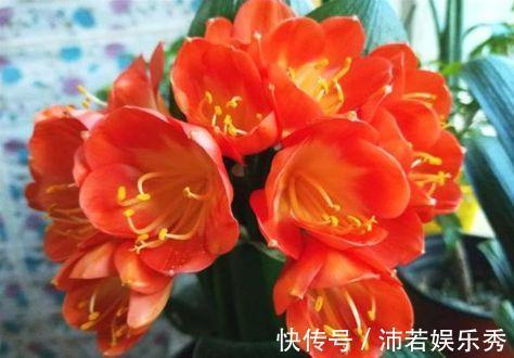 4月25日开始,养花试试这几款,花姿妖娆,越养越喜欢