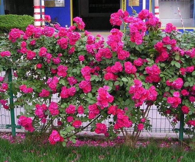 盆栽|夏季花卉叶黄，容易枯萎怎么办？掌握养花3种秘诀，花朵开的更旺