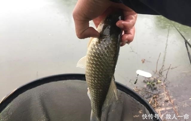 饵料|饵料里面加把米,诱鱼留鱼两不误,这一招在野钓百试不爽