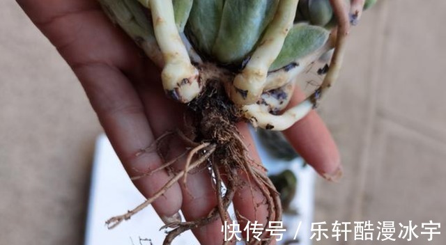 多肉“换盆”有什么困难，该怎么解决看“这”保准不出错