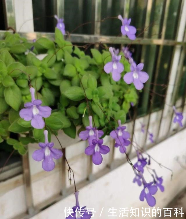 想省心就养这些花，没有病虫害，就爱开花！想省心就养这些花，没有病虫害，就爱开花！