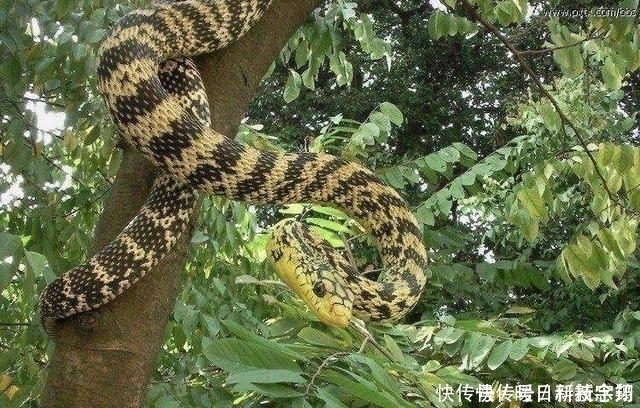 敢相信体长超2米的毒蛇克星 只比蟒蛇小一点 却人畜无害 天合乐学帮助家长发现孩子的更多可能