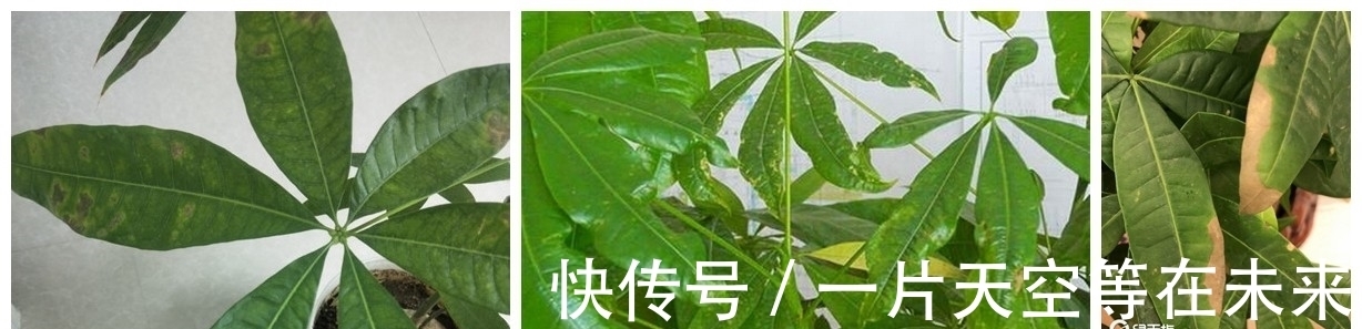 树皮|什么发财树最好养，不易生病，花钱也买不到的经验