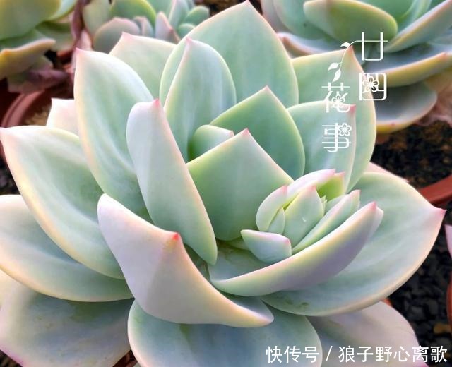 6种多肉,天生就是“巨无霸”,用大盆养,个头比脸大!