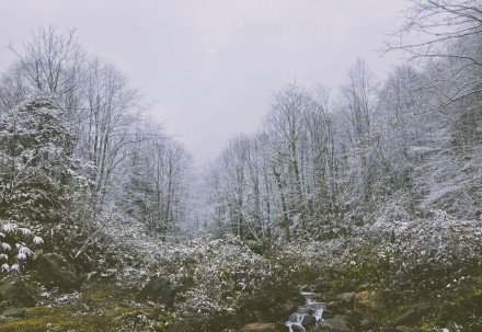 白茫茫|黑竹沟也下雪啦！白茫茫一片，美炸！！