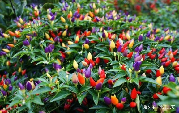 阳台上种五彩椒的方法步骤，简单易操作，好看又好吃，喜欢的收走