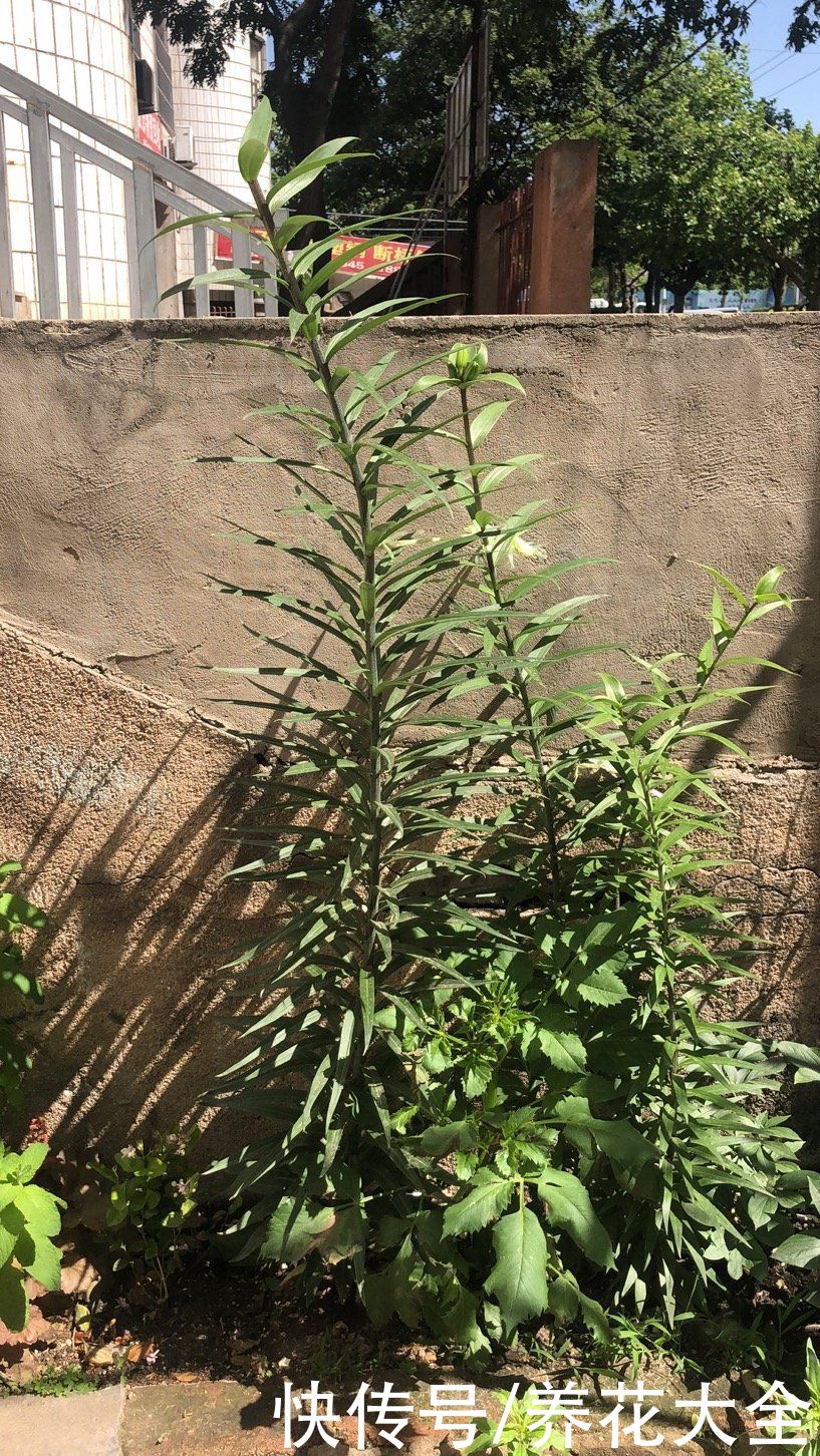 花花|辛辛苦苦养的花,让人偷着剪光了,真的太生气