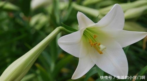 这5种花不仅好看,还能当药材来用!很养人!