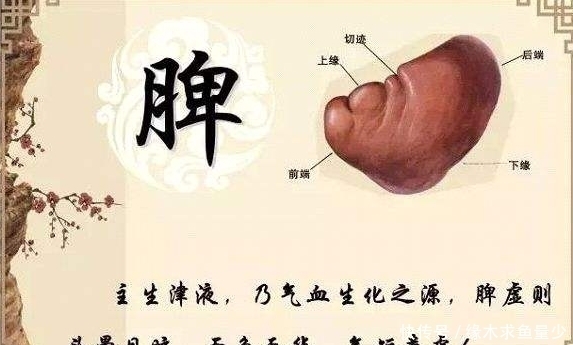 越来越差|脾虚,全身都遭殃?每天喝1水,健脾胃排湿气,赶走脾胃不适